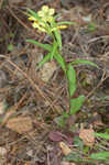 Lanceleaf loosestrife